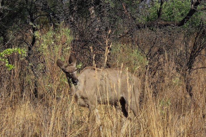 Safari Game Drive: Dinokeng Game Reserve