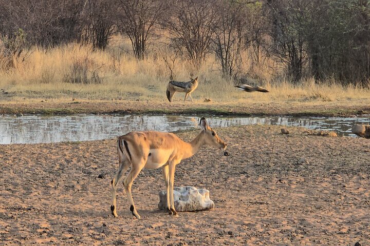 Safari Game Drive: Dinokeng Game Reserve