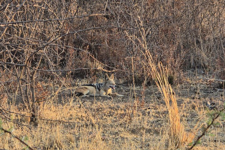Safari Game Drive: Dinokeng Game Reserve