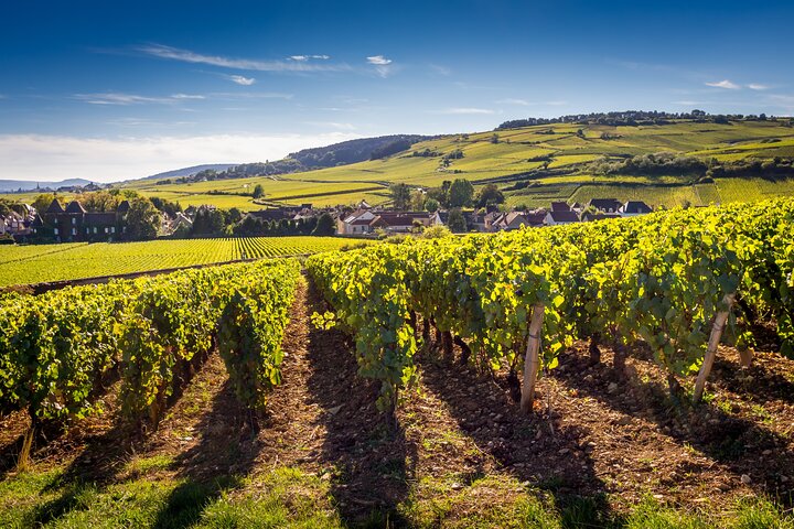 Dijon Wine Tour Côte de Nuits and Côte de Beaune Vineyards