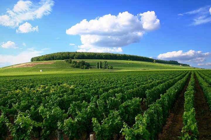 Dijon Wine Tour Côte de Nuits and Côte de Beaune Vineyards