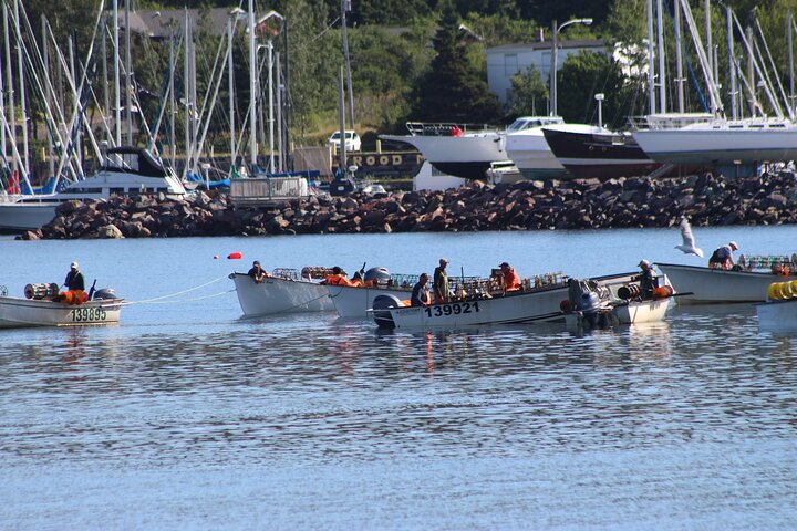 Conception Bay Tour Experience