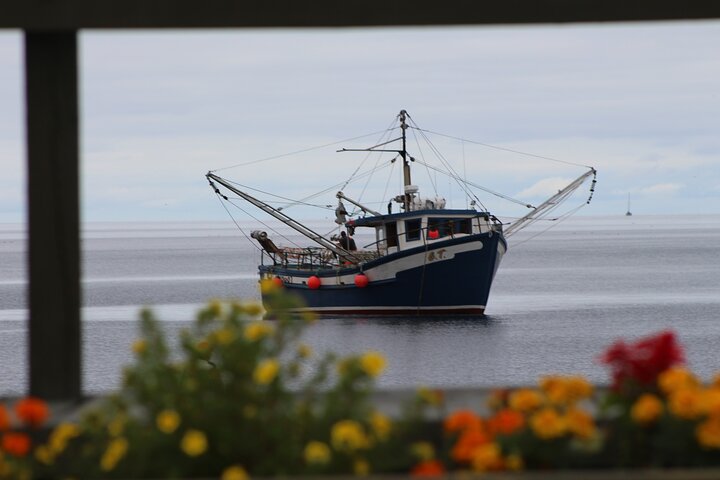 Conception Bay Tour Experience