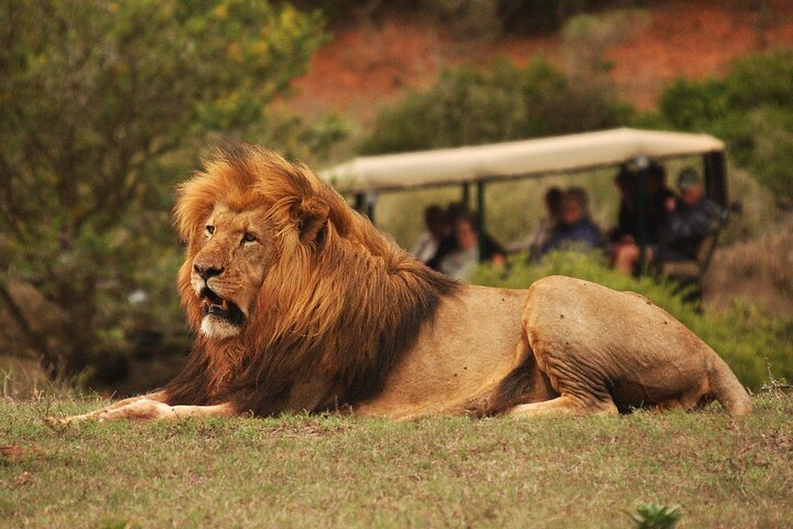 Half-Day Schotia Game Reserve (Open 4x4 Safari Vehicle)