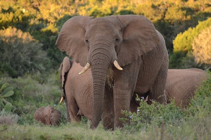 Half-Day Schotia Game Reserve (Open 4x4 Safari Vehicle)