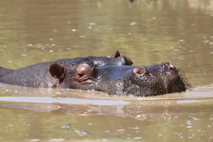 Half-Day Schotia Game Reserve (Open 4x4 Safari Vehicle)