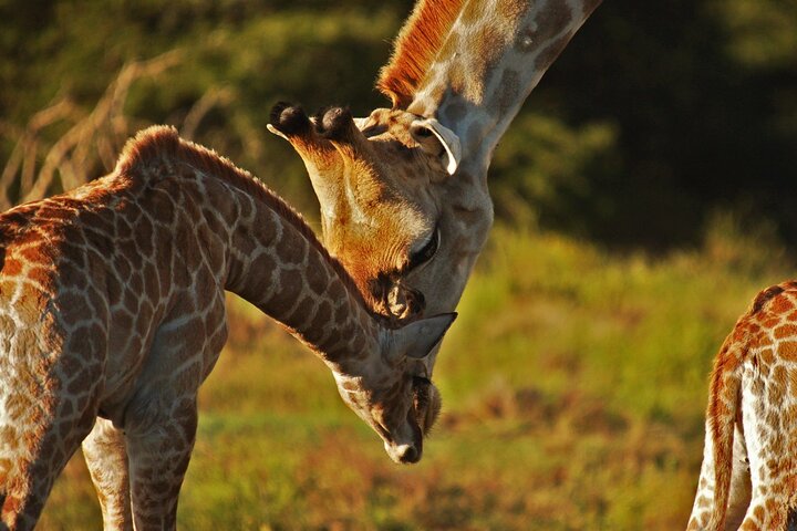 Half-Day Schotia Game Reserve (Open 4x4 Safari Vehicle)