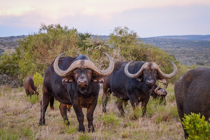 Half-Day Schotia Game Reserve (Open 4x4 Safari Vehicle)