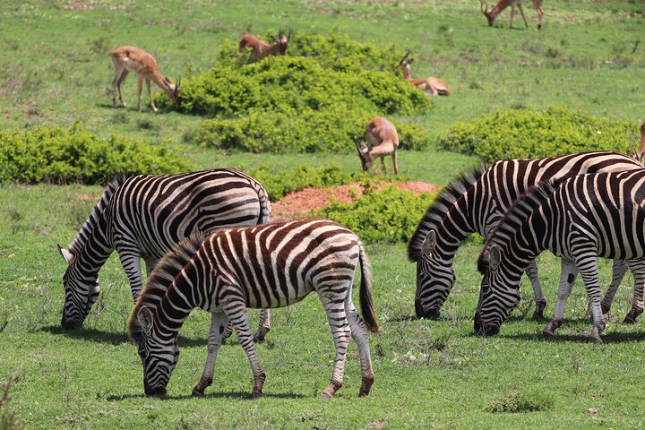 Half-Day Schotia Game Reserve (Open 4x4 Safari Vehicle)