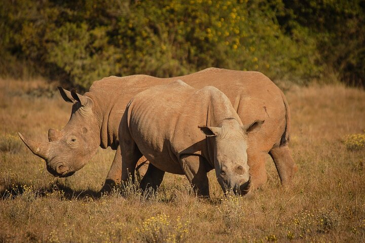Half-Day Schotia Game Reserve (Open 4x4 Safari Vehicle)