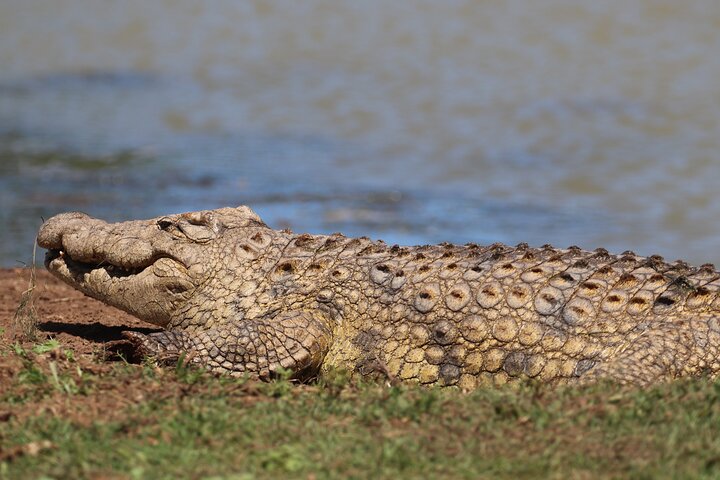 Half-Day Schotia Game Reserve (Open 4x4 Safari Vehicle)