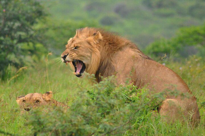 Hluhluwe-Imfolozi Park Full Day Big 5 Safari Tour