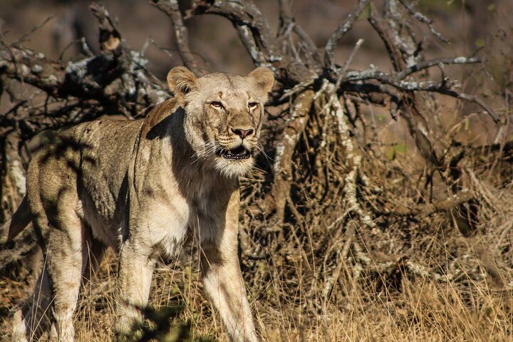 Hluhluwe-Imfolozi Park Full Day Big 5 Safari Tour