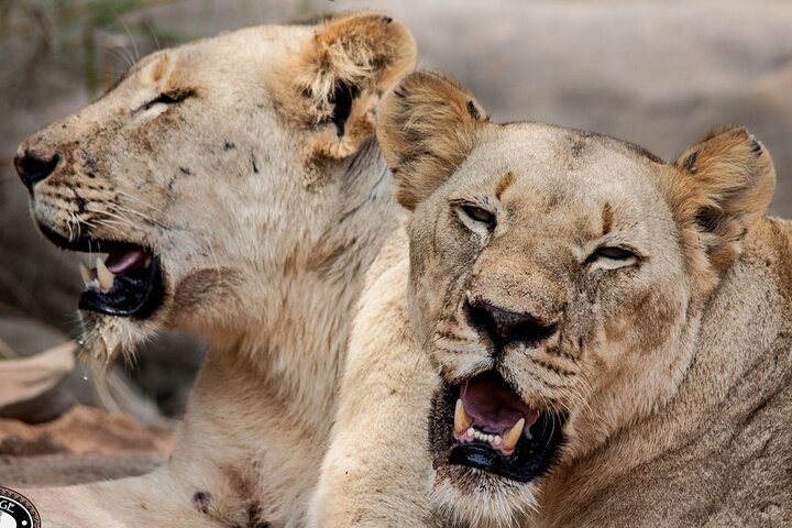 Hluhluwe-Imfolozi Park Full Day Big 5 Safari Tour