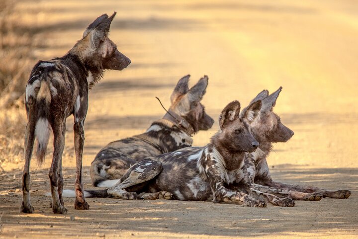 Hluhluwe-Imfolozi Park Full Day Big 5 Safari Tour