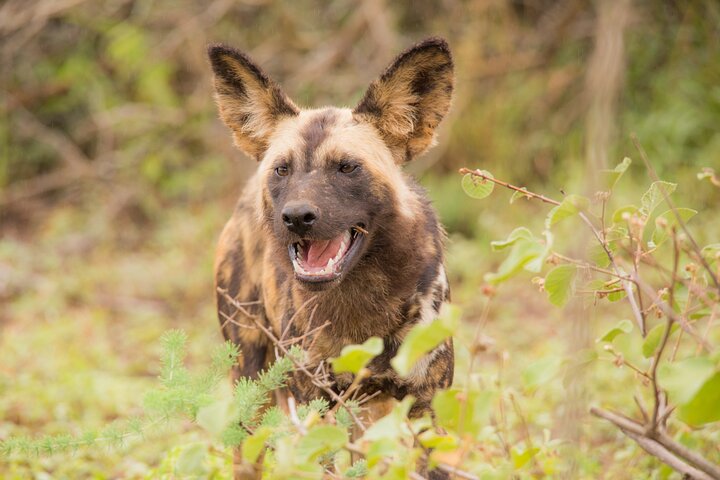 Hluhluwe-Imfolozi Park Full Day Big 5 Safari Tour