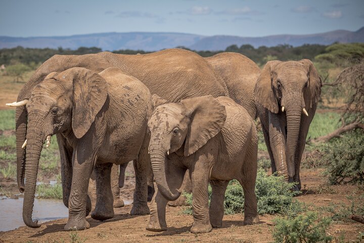Hluhluwe-Imfolozi Park Full Day Big 5 Safari Tour