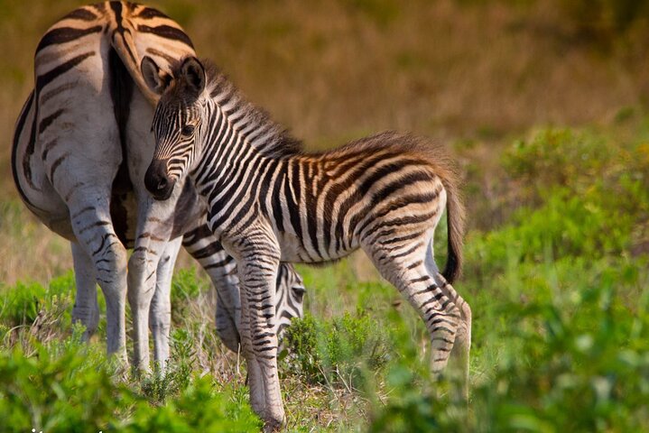 Hluhluwe-Imfolozi Park Full Day Big 5 Safari Tour
