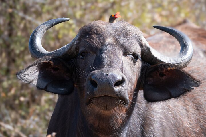 Hluhluwe-Imfolozi Park Full Day Big 5 Safari Tour