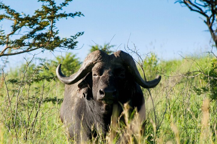 Hluhluwe-Imfolozi Park Full Day Big 5 Safari Tour