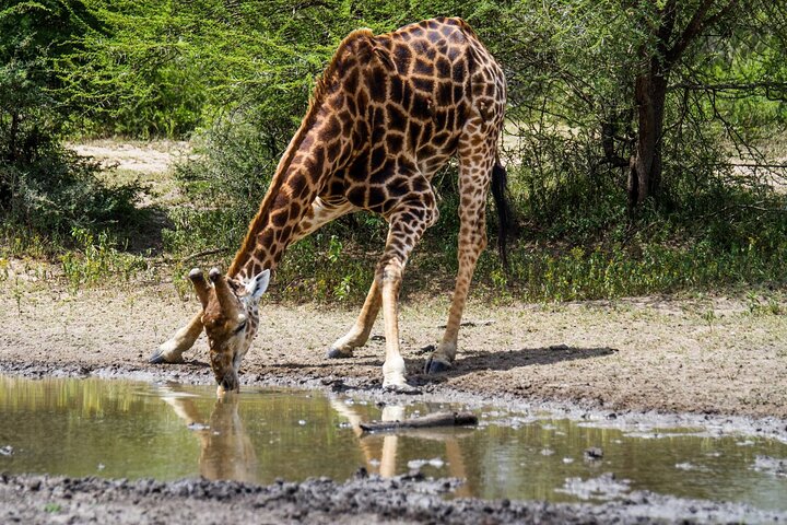 Hluhluwe-Imfolozi Park Full Day Big 5 Safari Tour