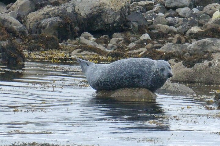 Clew Bay Cruise, Westport ( 90 minutes )