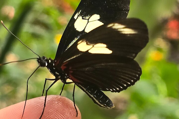 Full-Day Mindo Cloud Forest Tour Birdwatching Waterfalls and Hike