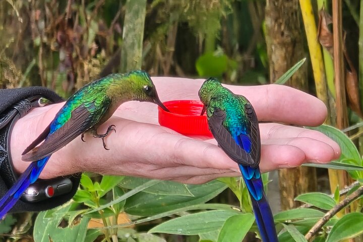 Full-Day Mindo Cloud Forest Tour Birdwatching Waterfalls and Hike