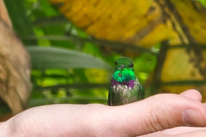 Full-Day Mindo Cloud Forest Tour Birdwatching Waterfalls and Hike