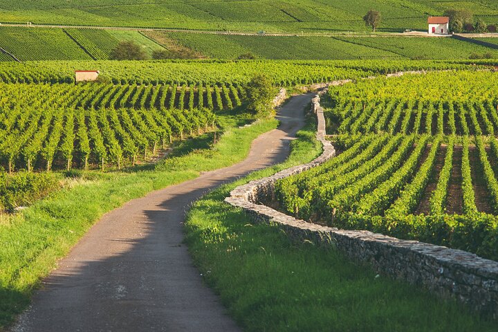 Côte de Beaune Half-Day Wine Tour from Dijon