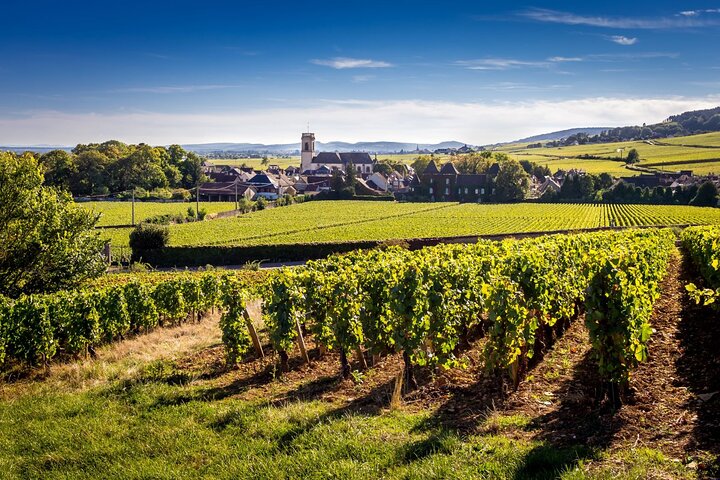 Côte de Beaune Half-Day Wine Tour from Dijon