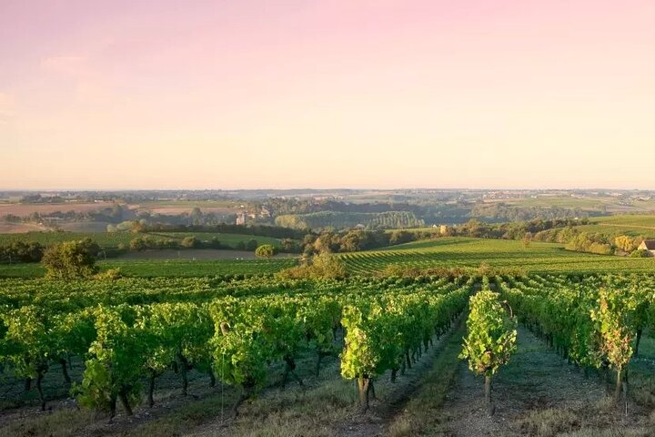 Côte de Nuits Half Day Wine Tour from Dijon