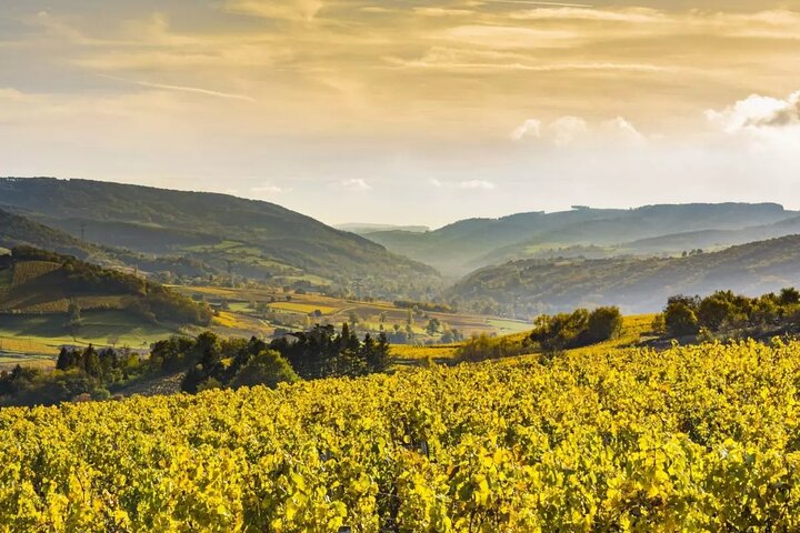 Côte de Nuits Half Day Wine Tour from Dijon