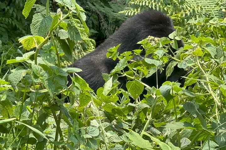 1 Day Gorilla Tracking Trip, Bwindi Impenetrable National Park