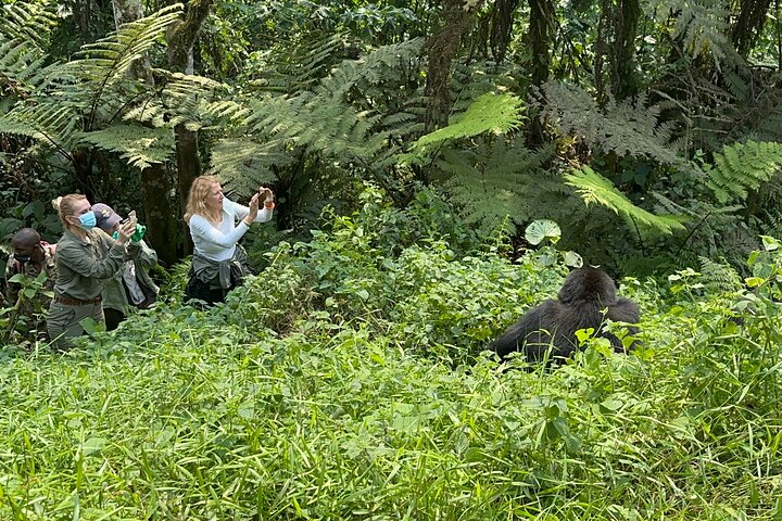 1 Day Gorilla Tracking Trip, Bwindi Impenetrable National Park
