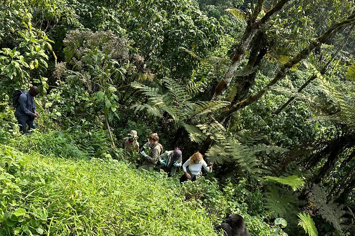 1 Day Gorilla Tracking Trip, Bwindi Impenetrable National Park