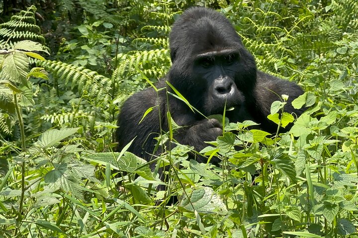 1 Day Gorilla Tracking Trip, Bwindi Impenetrable National Park