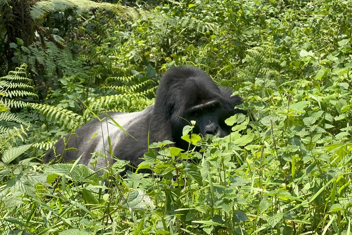 1 Day Gorilla Tracking Trip, Bwindi Impenetrable National Park