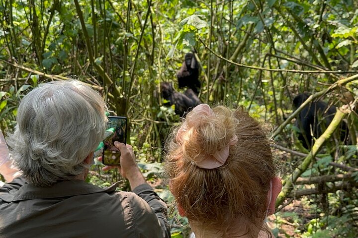 1 Day Gorilla Tracking Trip, Bwindi Impenetrable National Park