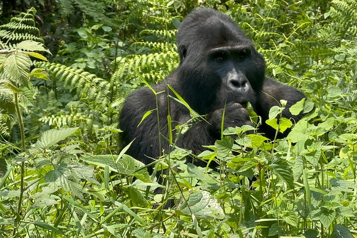 1 Day Gorilla Tracking Trip, Bwindi Impenetrable National Park