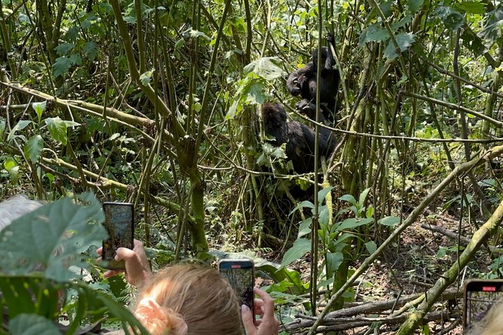 1 Day Gorilla Tracking Trip, Bwindi Impenetrable National Park