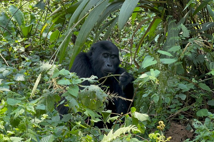 1 Day Gorilla Tracking Trip, Bwindi Impenetrable National Park