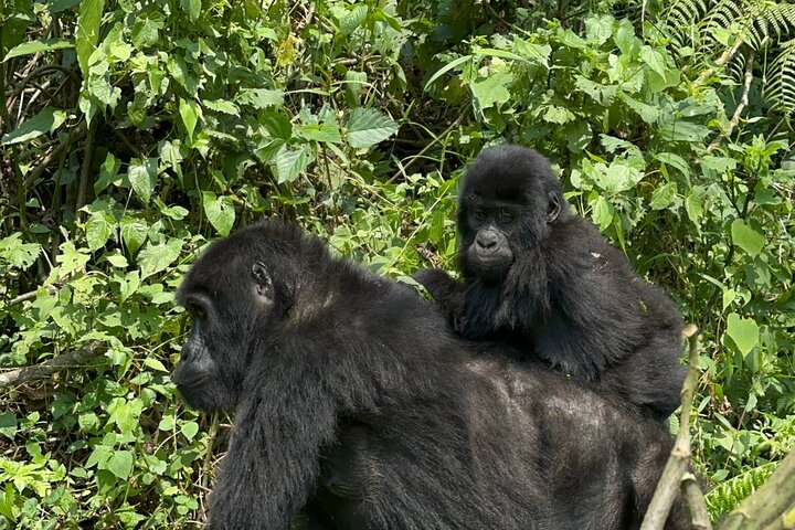 1 Day Gorilla Tracking Trip, Bwindi Impenetrable National Park