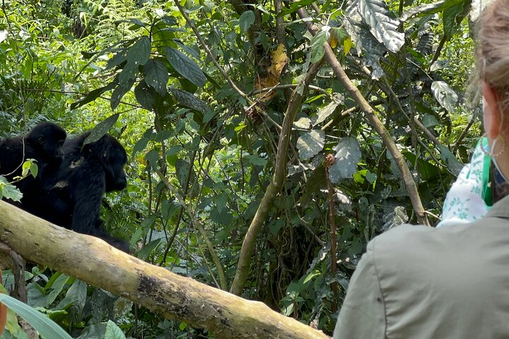1 Day Gorilla Tracking Trip, Bwindi Impenetrable National Park
