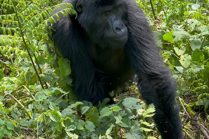 1 Day Gorilla Tracking Trip, Bwindi Impenetrable National Park