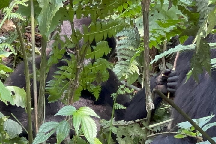 1 Day Gorilla Tracking Trip, Bwindi Impenetrable National Park