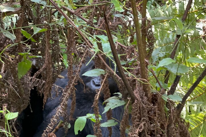 1 Day Gorilla Tracking Trip, Bwindi Impenetrable National Park