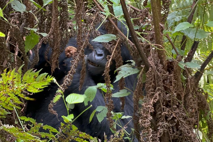 1 Day Gorilla Tracking Trip, Bwindi Impenetrable National Park