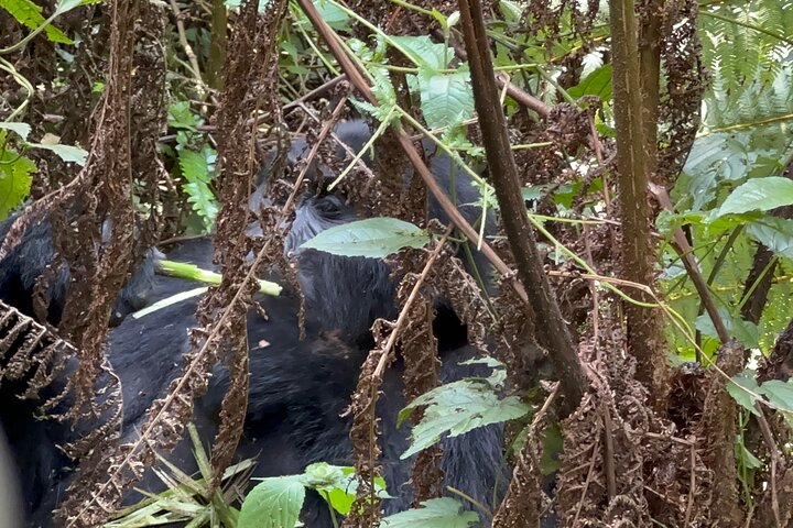 1 Day Gorilla Tracking Trip, Bwindi Impenetrable National Park