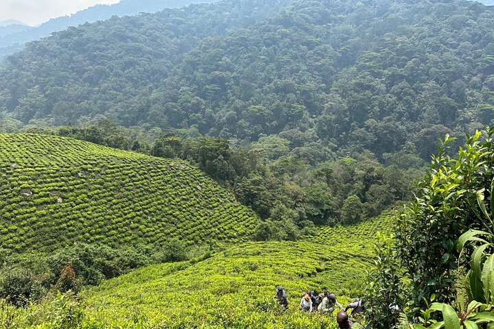 1 Day Gorilla Tracking Trip, Bwindi Impenetrable National Park